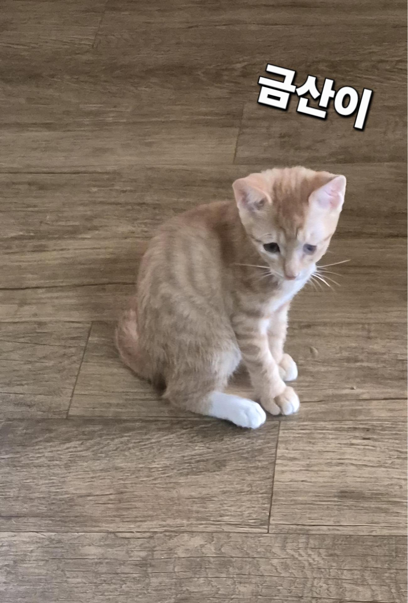 성주유기동물보호센터_447521202500472